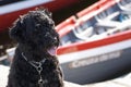 Portuguese Water Dog