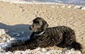 Portuguese Water Dog Royalty Free Stock Photo