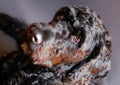 Portuguese Water Dog Royalty Free Stock Photo