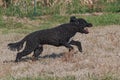 Portuguese Water Dog Happily Running in a Pasture