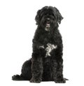 Portuguese Water Dog Royalty Free Stock Photo