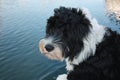 Portuguese Water Dog looking at the water