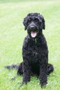 Portuguese water dog portrait