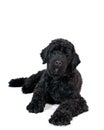 Portuguese water dog portrait