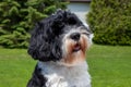 Portuguese Water Dog portrait Royalty Free Stock Photo