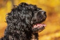 Male Portuguese Water Dog portrait of the head Royalty Free Stock Photo