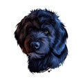 Portuguese Water dog portrait isolated on white. Digital art illustration of hand drawn dog for web, t-shirt print and puppy food Royalty Free Stock Photo