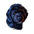 Portuguese Water dog portrait isolated on white. Digital art illustration of hand drawn dog for web, t-shirt print and puppy food Royalty Free Stock Photo