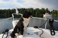 Portuguese Water Dog ready for an adventure