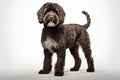 Portuguese Water Dog Dog Stands On A White Background