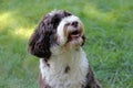 Portuguese Water Dog Waiting for a Treat Royalty Free Stock Photo