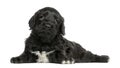 Portuguese Water Dog (6 weeks old) Royalty Free Stock Photo