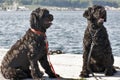 Portuguese Water Dogs