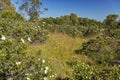 Portuguese Wildflowers in the Alentejo region of Southern Portugal.