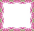 Portulaca flower frame