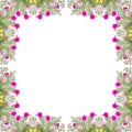 Portulaca flower frame