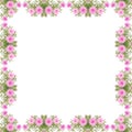 Portulaca flower frame