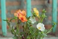 Portulaca flowers Royalty Free Stock Photo
