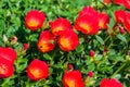Portulaca flowers (Rosemoss) Royalty Free Stock Photo