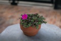 Portulaca gilliesii in the clay pot. Succulent plant Royalty Free Stock Photo