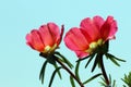 Portulaca grandiflora Royalty Free Stock Photo