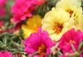 Portulaca grandiflora flower Royalty Free Stock Photo