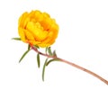 Portulaca grandiflora flower Royalty Free Stock Photo