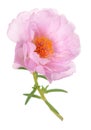 Portulaca grandiflora flower Royalty Free Stock Photo