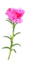 Portulaca grandiflora flower Royalty Free Stock Photo