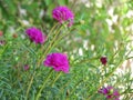 Portulaca grandiflora flowers, Japanese Rose or Mose Rose blooming colours are bright and vibrant