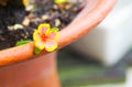 Portulaca grandiflora Hook or Sun plant Royalty Free Stock Photo