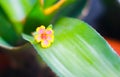 Portulaca grandiflora Hook or Sun plant Royalty Free Stock Photo