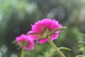 Portulaca Grandiflora Moss Rose closeup Flower Garden stock photo, Blooming Rose Beautiful Nature Background Royalty Free Stock Photo