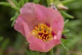 Portulaca grandiflora moss-rose flowering plant, pale pink orange color rock rose purslane flowers in bloom Royalty Free Stock Photo