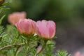 Portulaca grandiflora moss-rose flowering plant, pale pink orange color rock rose purslane flowers in bloom Royalty Free Stock Photo