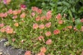 Portulaca grandiflora moss-rose flowering plant, pale pink orange color rock rose purslane flowers in bloom Royalty Free Stock Photo