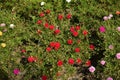 Portulaca grandiflora or moss rose