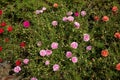 Portulaca grandiflora or moss rose