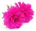 Portulaca grandiflora or moss rose