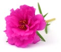 Portulaca grandiflora or moss rose