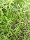 Moss rose plants and grass - Delhi,India