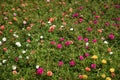 Portulaca grandiflora or moss rose