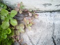 Portulaca grandiflora on a stone background.