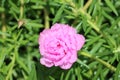 Cambodia. Portulaca grandiflora. Siem Reap province