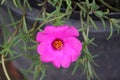 Cambodia. Portulaca grandiflora. Siem Reap province.