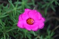 Cambodia. Portulaca grandiflora. Siem Reap province.