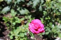 Rose moss Portulaca grandiflora