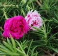 Portulaca grandiflora in two beautiful pink shades