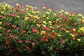 Portulaca Green purslane flowers. Portulacaceae evergreen perennial plants. Colorful flowers bloom from May to October. The le