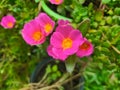 Portulaca oleracea blooming garden with white pink yellow orange Verdolaga Pigweed Little Hogweed Pusley Royalty Free Stock Photo